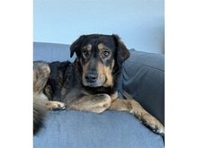 DEXTER, Hund, Mischlingshund in Dresden