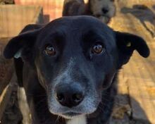ACHIM, Hund, Mischlingshund in Rumänien