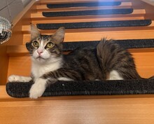 LEGO, Katze, Hauskatze in Mülheim
