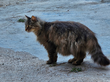 LAURA, Katze, Europäische Langhaarkatze in Spanien