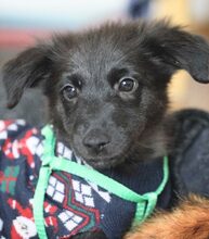 KIMCHI, Hund, Mischlingshund in Alfeld