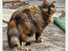 CARMEN, Katze, Europäische Langhaarkatze in Spanien
