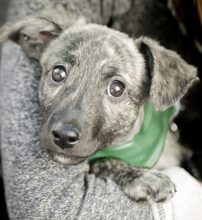 TOFU, Hund, Mischlingshund in Rumänien