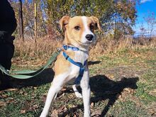 KODA, Hund, Kromfohrländer-Mix in Ungarn