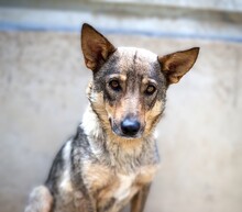 ABBY, Hund, Mischlingshund in Darmstadt