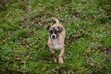 MAIKE, Hund, Mischlingshund in Kroatien