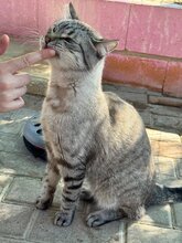 BIZCOCHO, Katze, Siamkatze in München