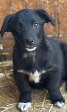 CANON, Hund, Mischlingshund in Rumänien