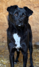 MINNIE, Hund, Mischlingshund in Rumänien