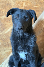 YORU, Hund, Mischlingshund in Rumänien