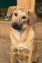 FEDERICO, Hund, Mischlingshund in Rumänien