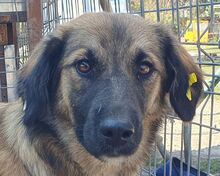 KIKI, Hund, Mischlingshund in Rumänien