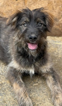 FREDO, Hund, Mischlingshund in Rumänien