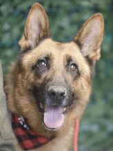 NORDI, Hund, Mischlingshund in Rumänien