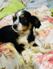 ALICE, Hund, Mischlingshund in Rumänien