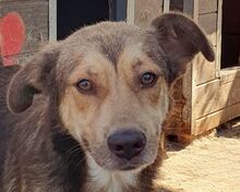 CODY, Hund, Mischlingshund in Rumänien