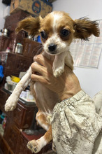 ARIELLE, Hund, Mischlingshund in Rumänien