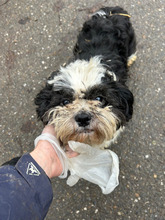 REMY, Hund, Mischlingshund in Rumänien