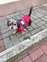 JANOSCH, Hund, Yorkshire Mischling in Slowakische Republik