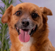 ALEC, Hund, Mischlingshund in Schweiz