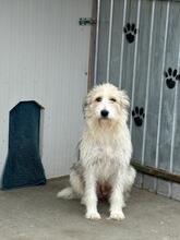 AMELIE, Hund, Mischlingshund in Rumänien