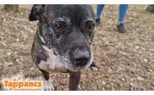 BLACKEY, Hund, Mischlingshund in Ungarn