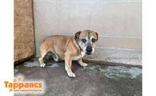 GIBBO, Hund, Mischlingshund in Ungarn