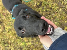 PINGA, Hund, Mischlingshund in München