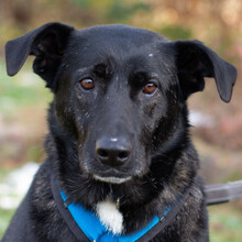 ONYX, Hund, Mischlingshund in Lauf