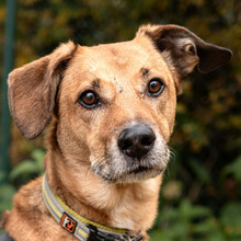 OSANO, Hund, Mischlingshund in Lauf