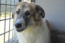 HERACLIO, Hund, Mischlingshund in Italien