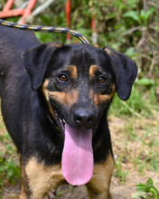 ROBIN, Hund, Mischlingshund in Italien