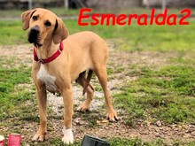 ESMERALDA2, Hund, Mischlingshund in Spanien
