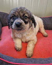 GENTLE, Hund, Mischlingshund in Langenhagen