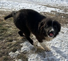 IDA, Hund, Herdenschutzhund-Mischling in Rumänien