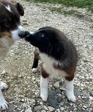IDA, Hund, Mischlingshund in Rumänien