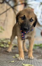 HENRIETTE, Hund, Mischlingshund in Berlin