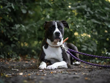 KHALESSI, Hund, American Staffordshire Terrier-Mix in Hamburg