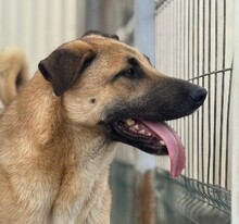 TAKUMI, Hund, Mischlingshund in Rumänien