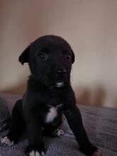 CEDRIC, Hund, Mischlingshund in Bulgarien