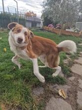 MICHAEL, Hund, Mischlingshund in Bulgarien