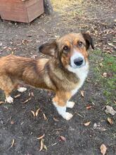 CAMILLA, Hund, Mischlingshund in Wettenberg