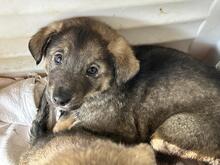 RACKER, Hund, Mischlingshund in Rumänien