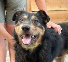 SNICKERS, Hund, Deutsch Drahthaar-Mix in Ukraine