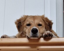 JORDY, Hund, Mischlingshund in Burghaslach