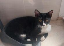 KIRA, Katze, Europäisch Kurzhaar in Spanien