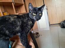 YUKI, Katze, Europäisch Kurzhaar in Spanien