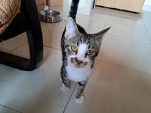 RAGNAK, Katze, Europäisch Kurzhaar in Spanien