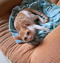 RYU, Katze, Europäisch Kurzhaar in Spanien