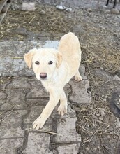 JAKOB, Hund, Mischlingshund in Rumänien